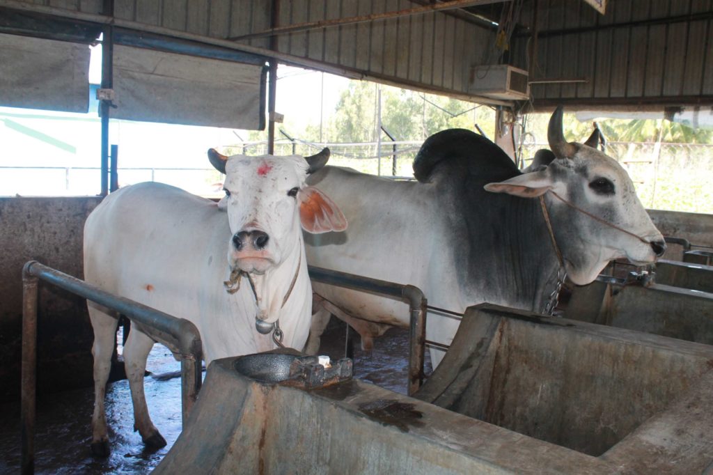 Indian Cows, Pasuthai bangalore