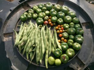 pasuthai-panchagavya-organic-vegetables5-2-1024x768