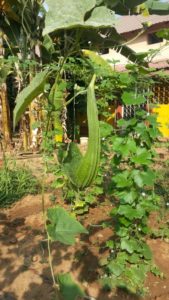 pasuthai-panchagavya-organic-vegetables8-576x1024
