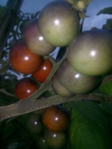 pasuthai-panchakavya-tomato-768x1024