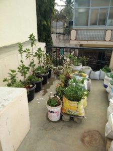 terrace-garden3-panchagavya-768x1024