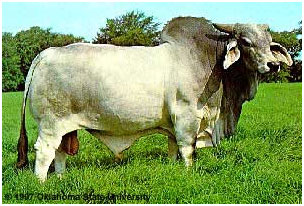 Why Indian Cow should not be converted to Foreign Cow