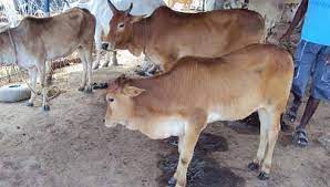 Endangered cow breed of Tamil Nadu: Nattukattai